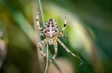 Gartenkreuzspinne, Spinne