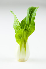 Bok choy vegetable on white background, chinese cabbage