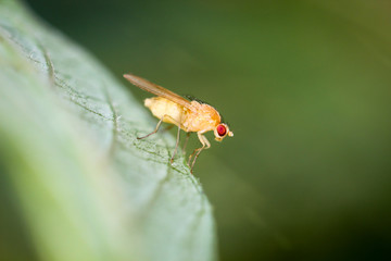 Neuroctena anilis, Faulfliege, Fliege
