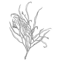 leaves. Hand Drawn Vector illustration. Outline leaves, isolated on white background. Hand drawn Monochrome realistic illustration
