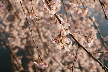 cherry blossom