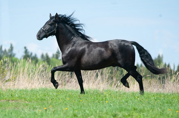 Raven andalusian horse