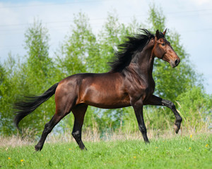 Andalusian stallion in summer