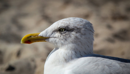 Möwe am Strand, Strandurlaub 