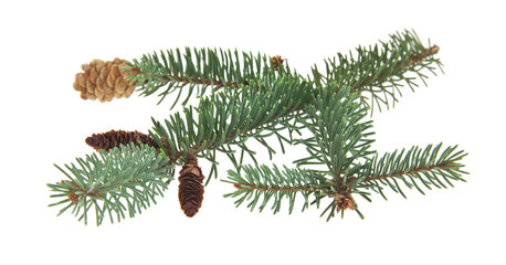 green branch of Christmas tree with cones isolated on white background