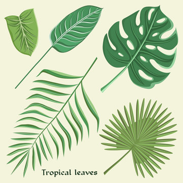 Vector tropical leaves set