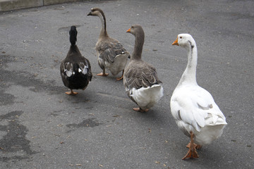Funny geese family and duck walk in single file along the asphalt city street