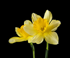 daffodil flowers isolated on a black background