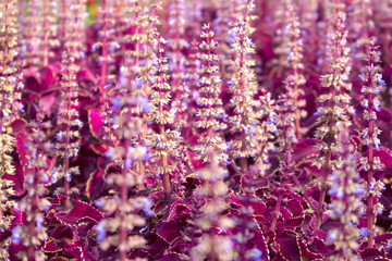 Urban flower bed with dense thickets of blooming red coleus, natural purple background