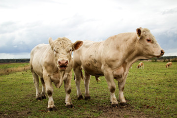 Rind, Rinder, Kuh, Kühe auf der Weide, Koppel 