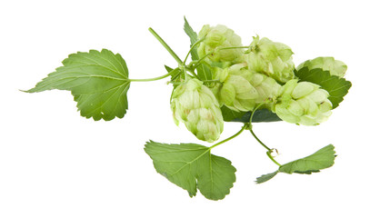 green hop isolated on white background. As an element of packaging design.