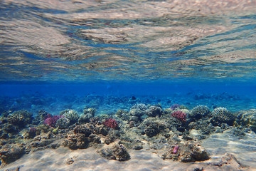 coral reef in Egypt