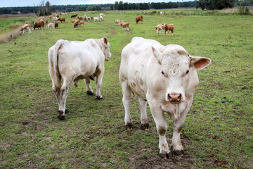 Rind, Rinder, Kuh, Kühe auf der Weide, Koppel 