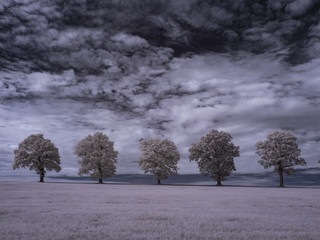 infrared photography - ir photo of landscape with tree under sky with clouds - the art of our world...