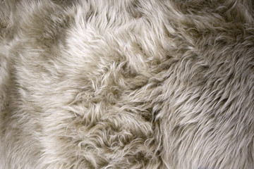 White and beige fluffy sheep fur closeup, may be used as background or texture