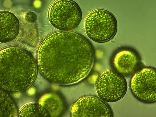 green background