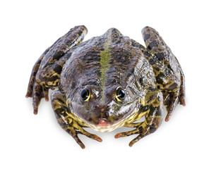 frog isolated on white