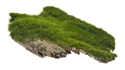 green moss on a wooden board isolated on white background. As an element of packaging design.