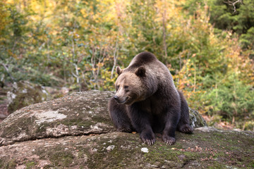 Plakat Brown bear is sitting on the rock in Bayerischer Wald National Park, Germany