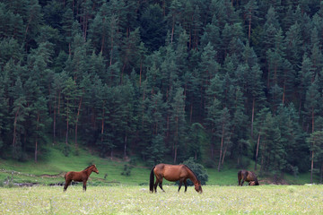 Alpine pasture in the forest for horses.