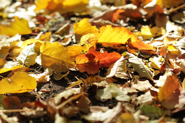 autumn leaves on ground