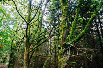 Obraz premium Herbstspaziergang mit Hund im Wald