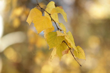 autumn leaves on tree
