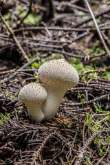 Toadstools in forest