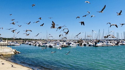 large flock of birds near marina with many sail boats 