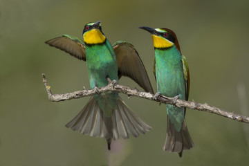 Fototapeta na wymiar Bee-eater couple