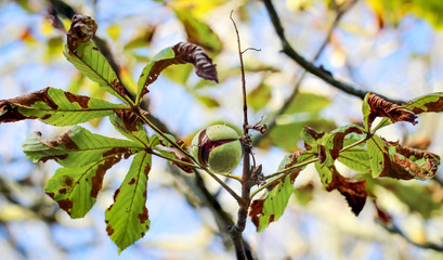 Herbstlaub, Kastanien, Eicheln, Äpfel, Herbst, Spätsommer, Indiensummer 