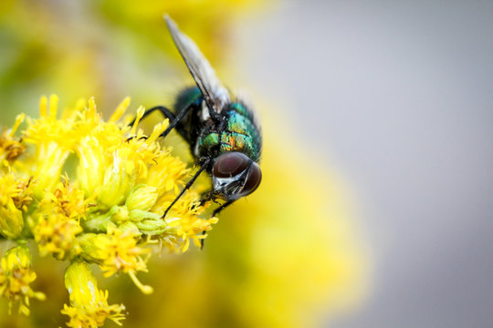 Goldfliege, Fliege, Insekt in einer gelben Blütenpracht 