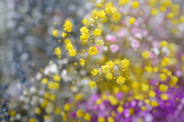 Marco view of colorful Gypsophila in full blossom creamy style 