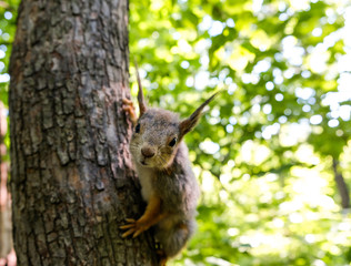 Curious Squirrel on tree trunk in forest looking at camera