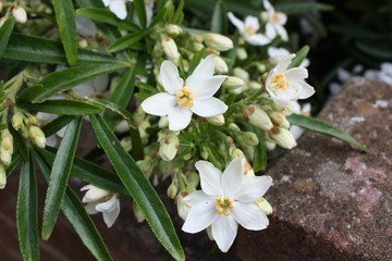 Fototapeta premium choisya macro