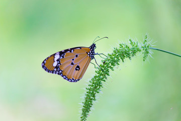 The Plain Tiger  butterfly sitting on the flower plant with a nice soft background in its natural habitat