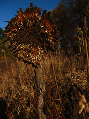 Faded sunflower