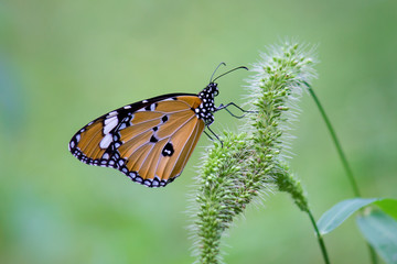 The Plain Tiger  butterfly sitting on the flower plant with a nice soft background in its natural habitat