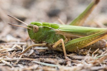Grasshopper