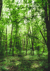 Fototapeta na wymiar Sonnenschein im Wald