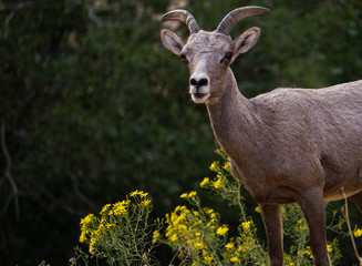 Bighorn sheep, Zion National Park, Utah