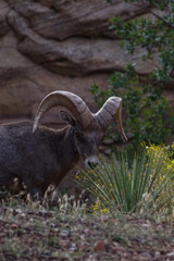 Bighorn sheep, Zion National Park, Utah