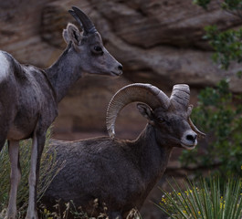 Bighorn sheep, Zion National Park, Utah