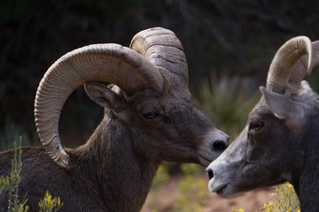 Bighorn sheep, Zion National Park, Utah