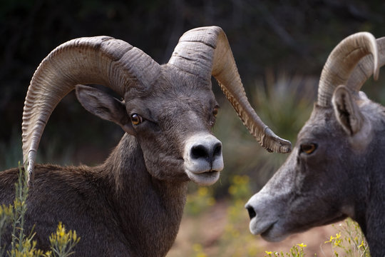 Bighorn Sheep, Zion National Park, Utah