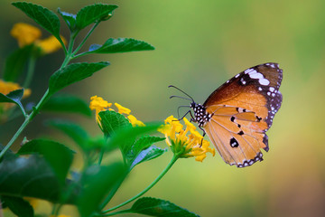 The Common Lime Butterfly sitting on the flower plants in its natural habitat with a nice soft blurry background.