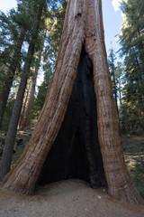 Mammut Baum am The General Grant Tree - Grant Grove - Kings Canyon National Park (Kalifornien)