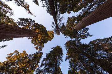Mammut Baum am The General Grant Tree - Grant Grove - Kings Canyon National Park (Kalifornien)