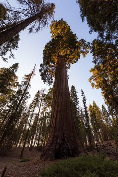 Mammut Baum am The General Grant Tree - Grant Grove - Kings Canyon National Park (Kalifornien)
