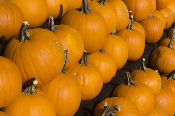 A collection of fresh orange pumpkins